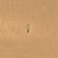 Stamp A104-2 (Velikanov)