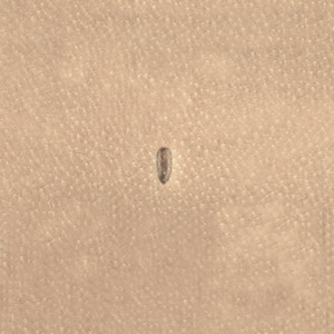 Stamp P999 (Velikanov) Stamp P999 (Velikanov)